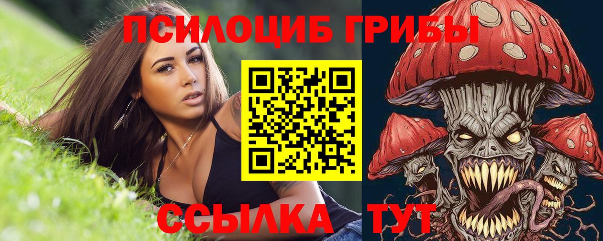 где купить   Алейск  Псилоцибиновые грибы мицелий 