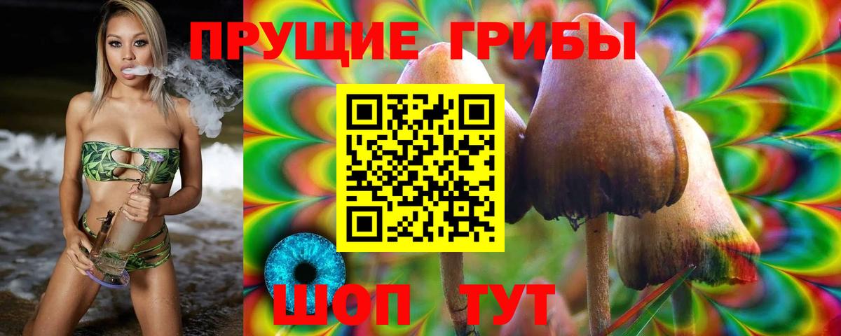 Алейск  Псилоцибиновые грибы Psilocybine cubensis  Вход с VPN 